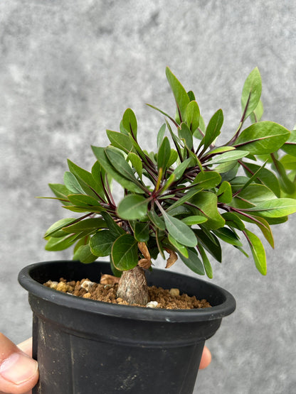 【現品限り】フォークイエリア・ファシクラータ 実生【F48】 Fouquieria fasciculata