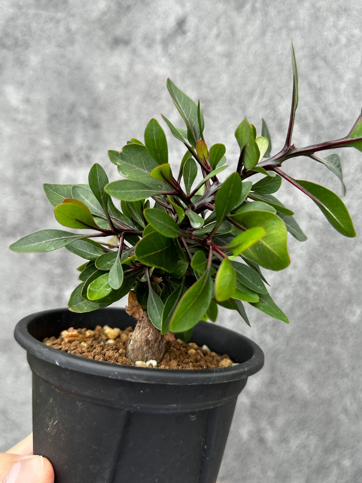 【現品限り】フォークイエリア・ファシクラータ 実生【F48】 Fouquieria fasciculata