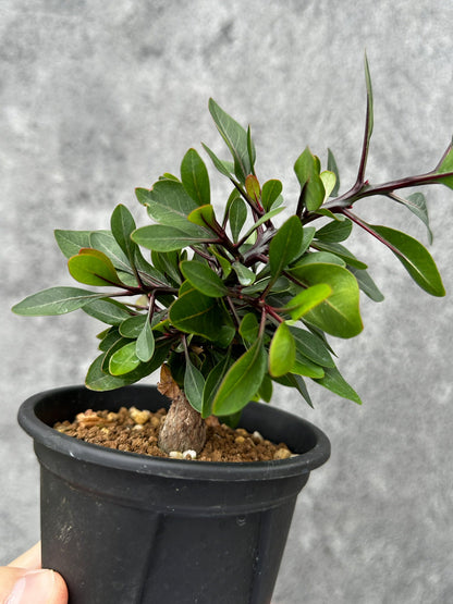 【現品限り】フォークイエリア・ファシクラータ 実生【F48】 Fouquieria fasciculata