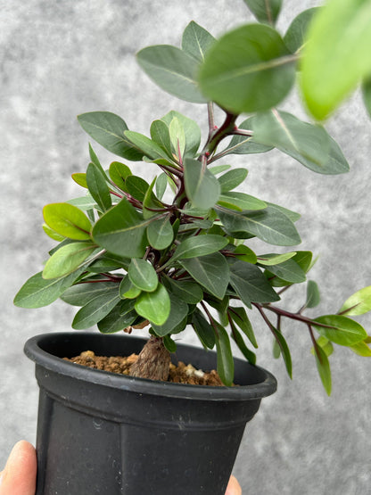 【現品限り】フォークイエリア・ファシクラータ 実生【F48】 Fouquieria fasciculata