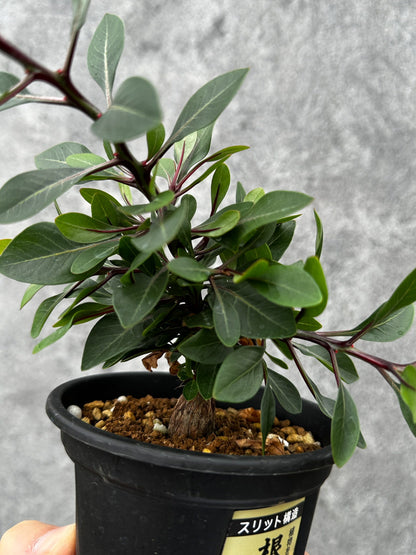 【現品限り】フォークイエリア・ファシクラータ 実生【F48】 Fouquieria fasciculata