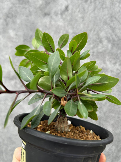 【現品限り】フォークイエリア・ファシクラータ 実生【F48】 Fouquieria fasciculata