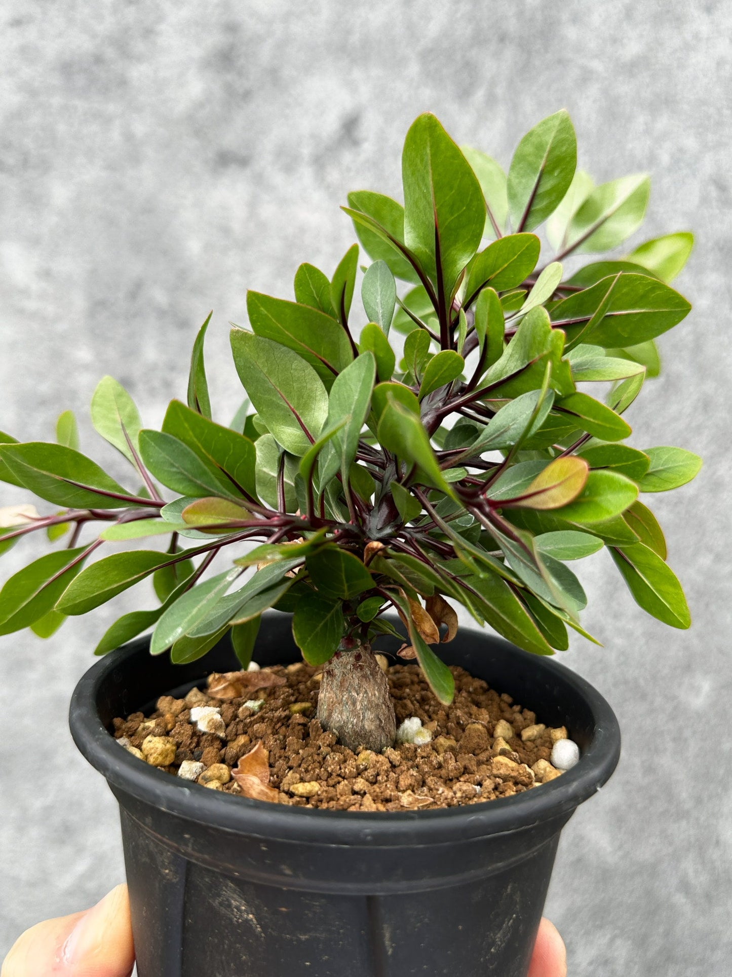 【現品限り】フォークイエリア・ファシクラータ 実生【F48】 Fouquieria fasciculata