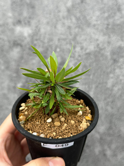 【現品限り】フォークイエリア・プルプシー 実生 良型【F49】 Fouquieria purpusii