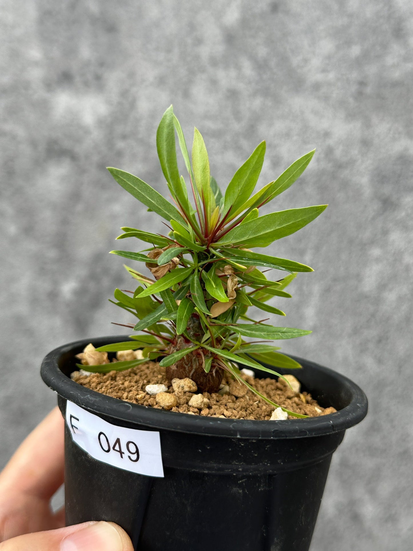 【現品限り】フォークイエリア・プルプシー 実生 良型【F49】 Fouquieria purpusii