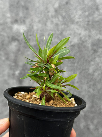 【現品限り】フォークイエリア・プルプシー 実生 良型【F49】 Fouquieria purpusii
