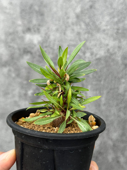 【現品限り】フォークイエリア・プルプシー 実生 良型【F49】 Fouquieria purpusii