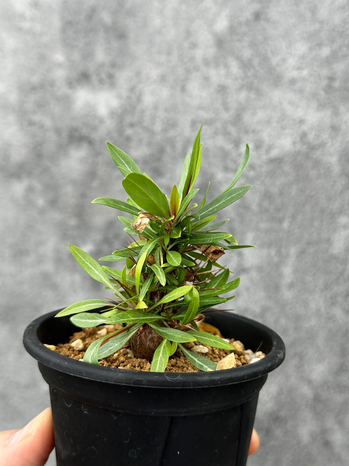【現品限り】フォークイエリア・プルプシー 実生 良型【F49】 Fouquieria purpusii
