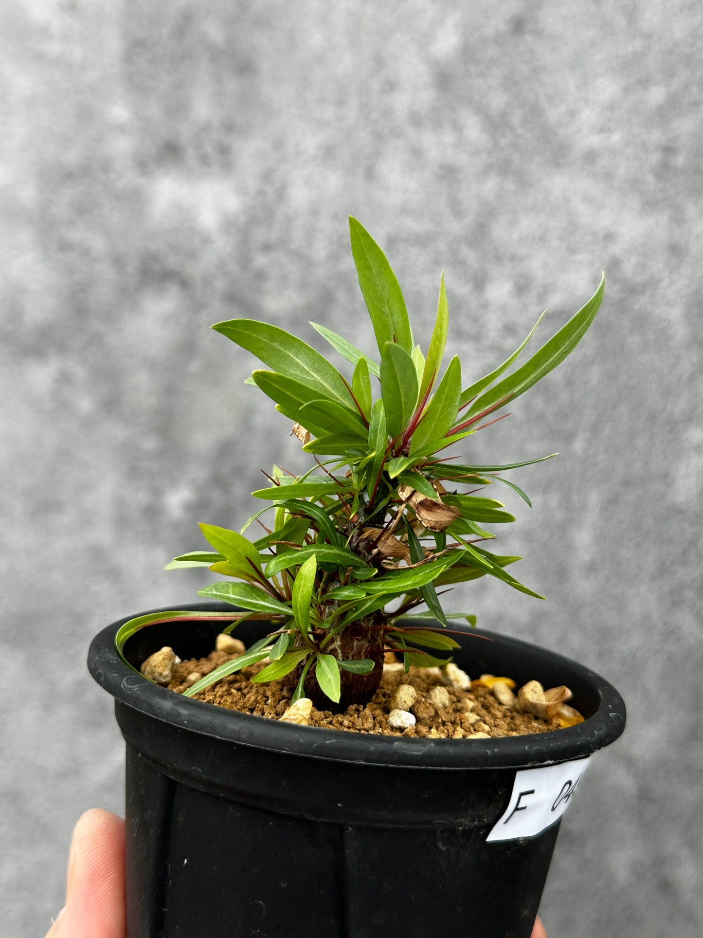 【現品限り】フォークイエリア・プルプシー 実生 良型【F49】 Fouquieria purpusii