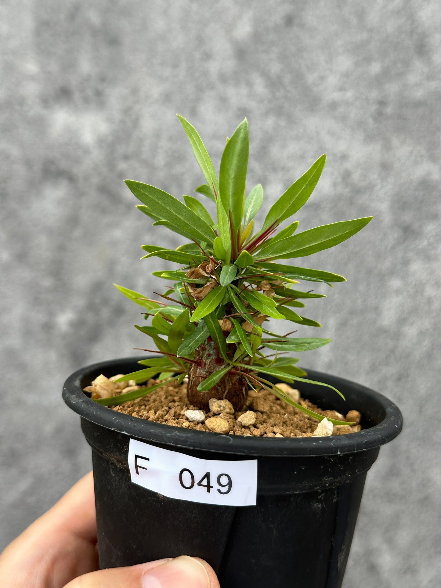 【現品限り】フォークイエリア・プルプシー 実生 良型【F49】 Fouquieria purpusii