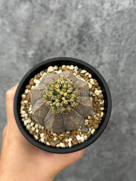 【現品限り】ユーフォルビア・オベサ 大株【F50】 Euphorbia obesa