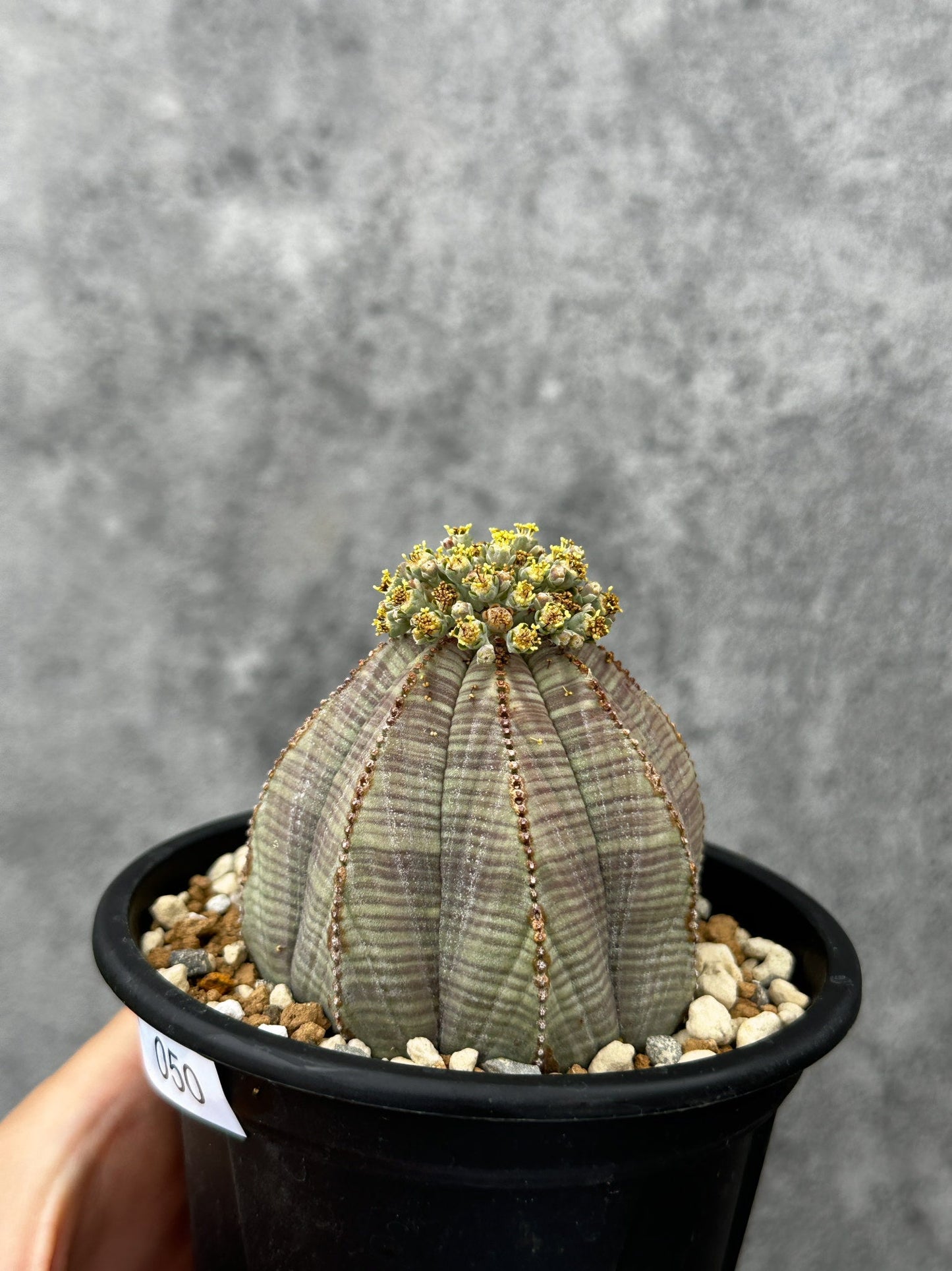 【現品限り】ユーフォルビア・オベサ 大株【F50】 Euphorbia obesa