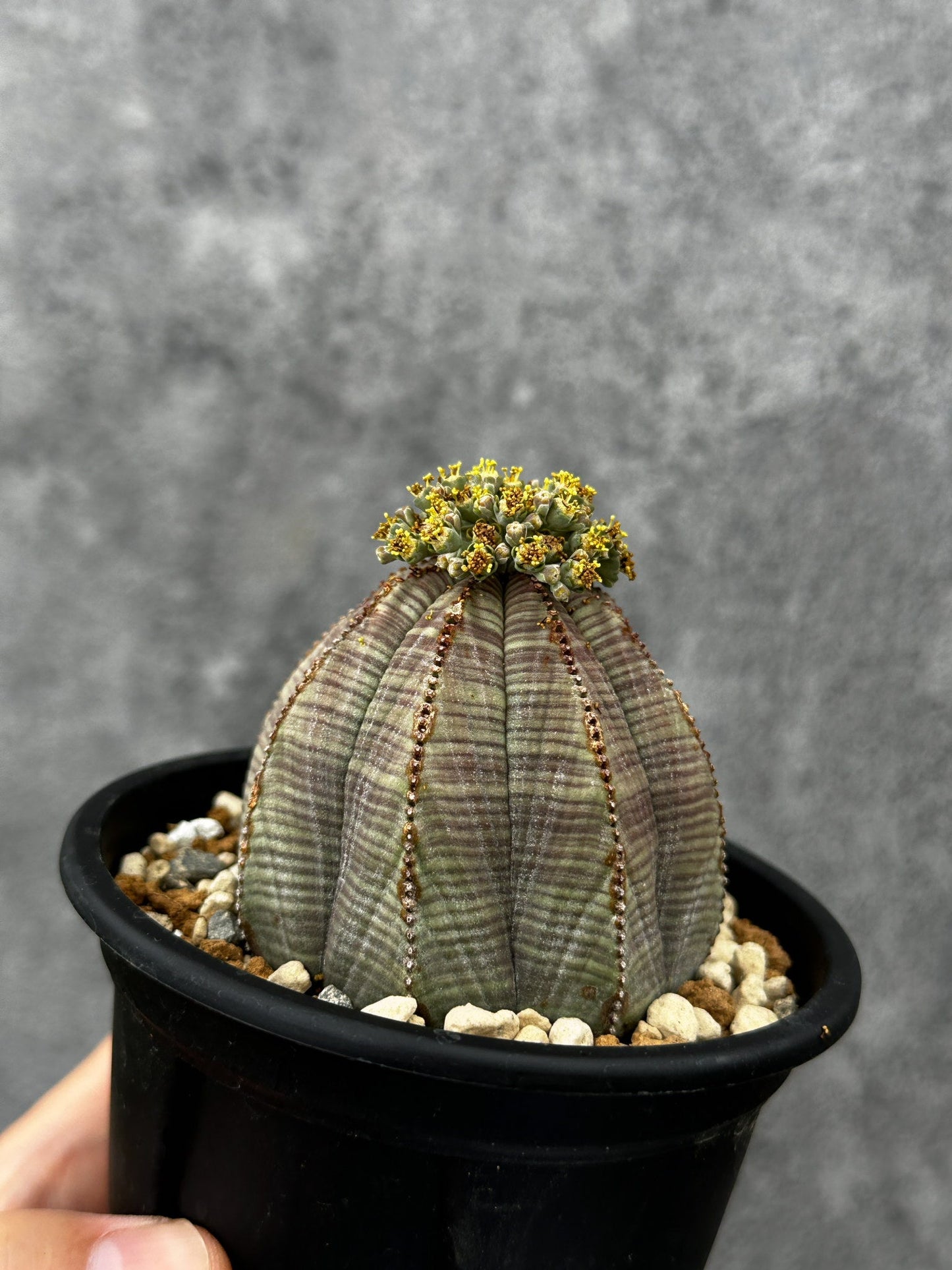 【現品限り】ユーフォルビア・オベサ 大株【F50】 Euphorbia obesa