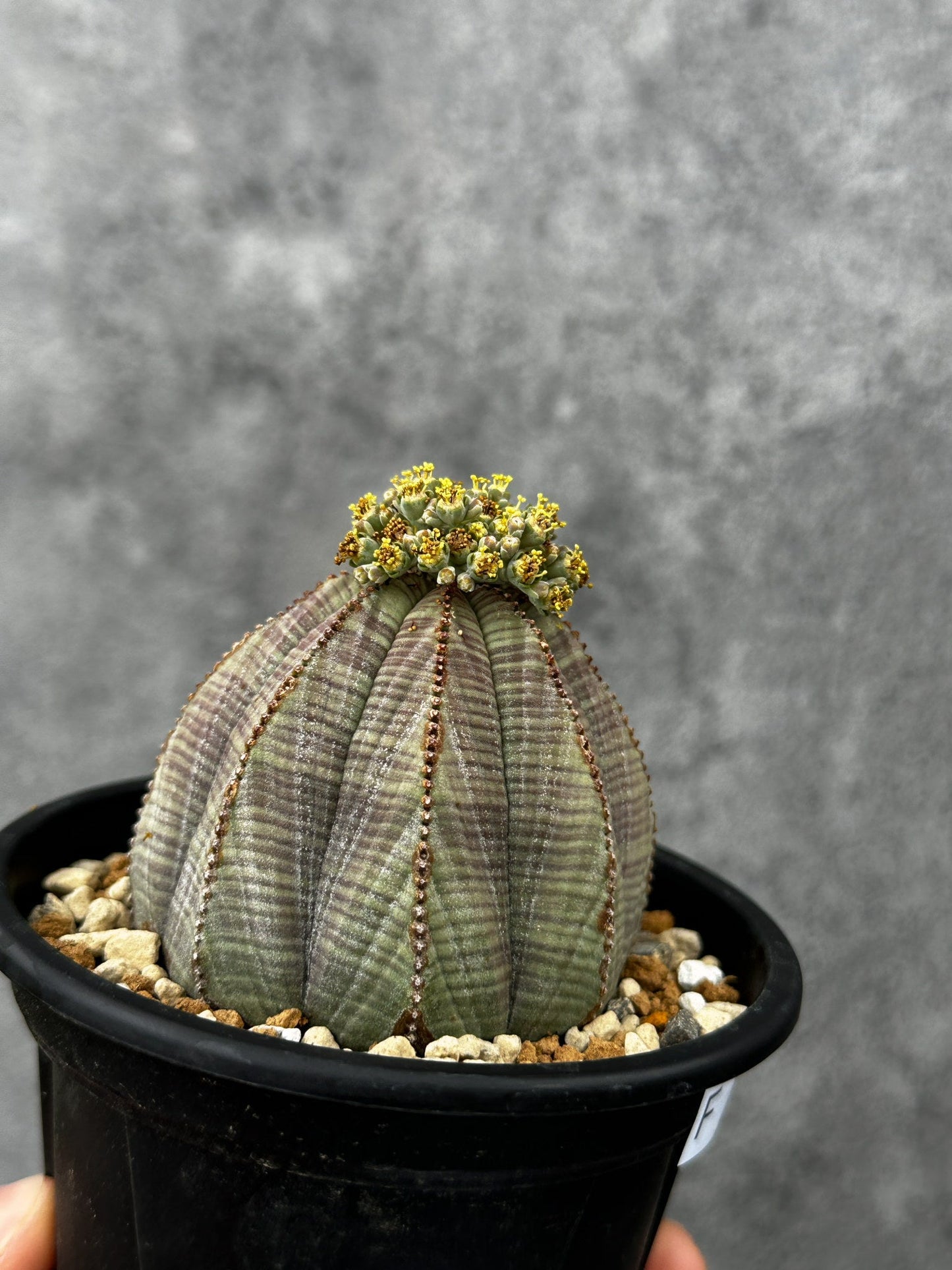 【現品限り】ユーフォルビア・オベサ 大株【F50】 Euphorbia obesa