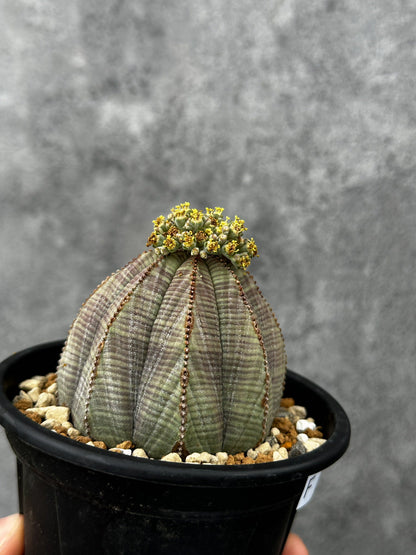 【現品限り】ユーフォルビア・オベサ 大株【F50】 Euphorbia obesa