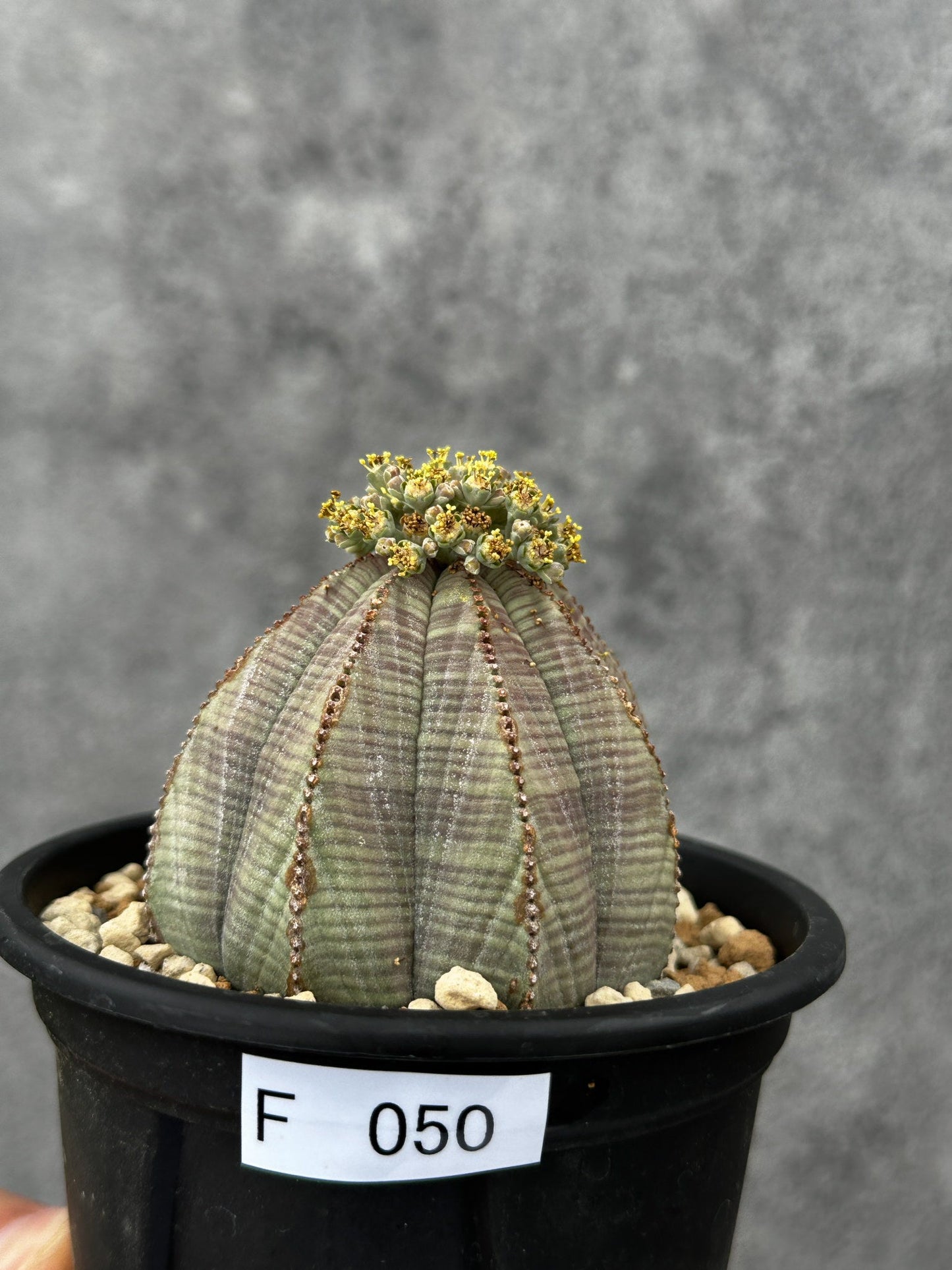 【現品限り】ユーフォルビア・オベサ 大株【F50】 Euphorbia obesa