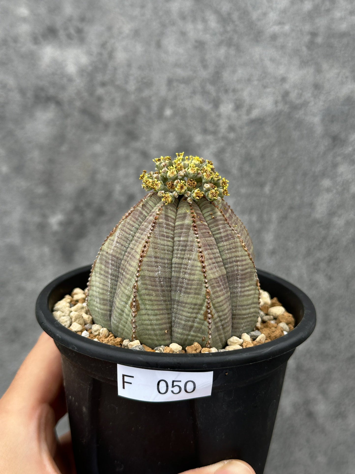 【現品限り】ユーフォルビア・オベサ 大株【F50】 Euphorbia obesa