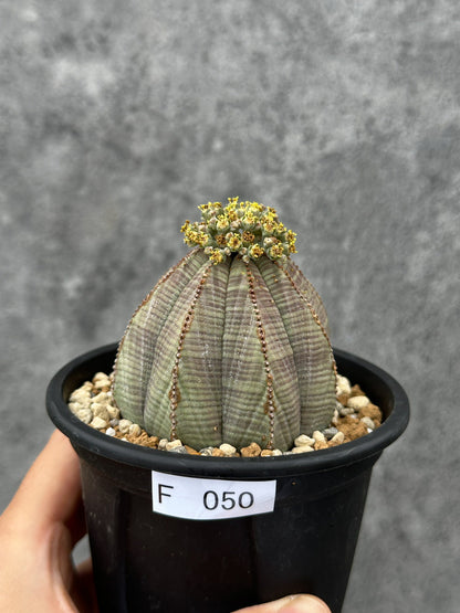 【現品限り】ユーフォルビア・オベサ 大株【F50】 Euphorbia obesa