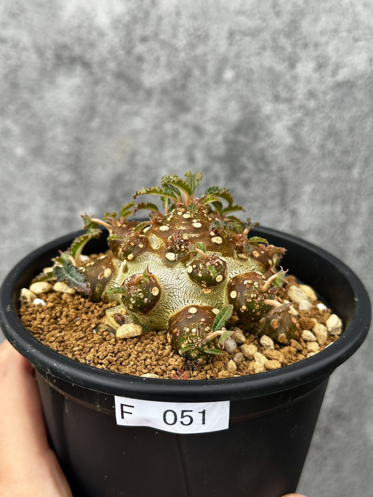 ドルステニア(dorstenia) – プラントブラザーズ