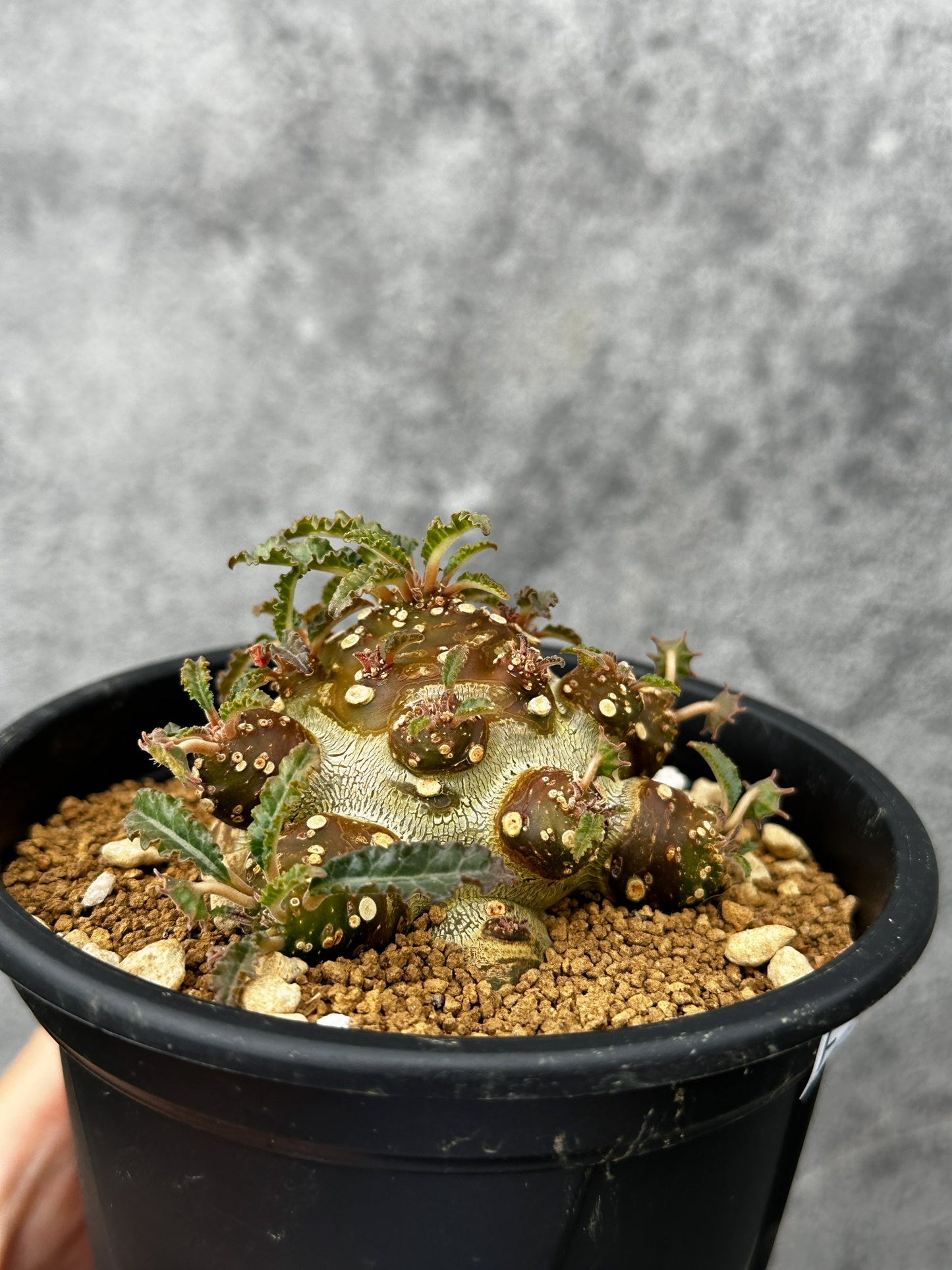 【現品限り】ドルステニア・こぼれ種からの苗 魅力的な形。この形は作れません、1点しか無いです 実生【F51】 Dorstenia sp.