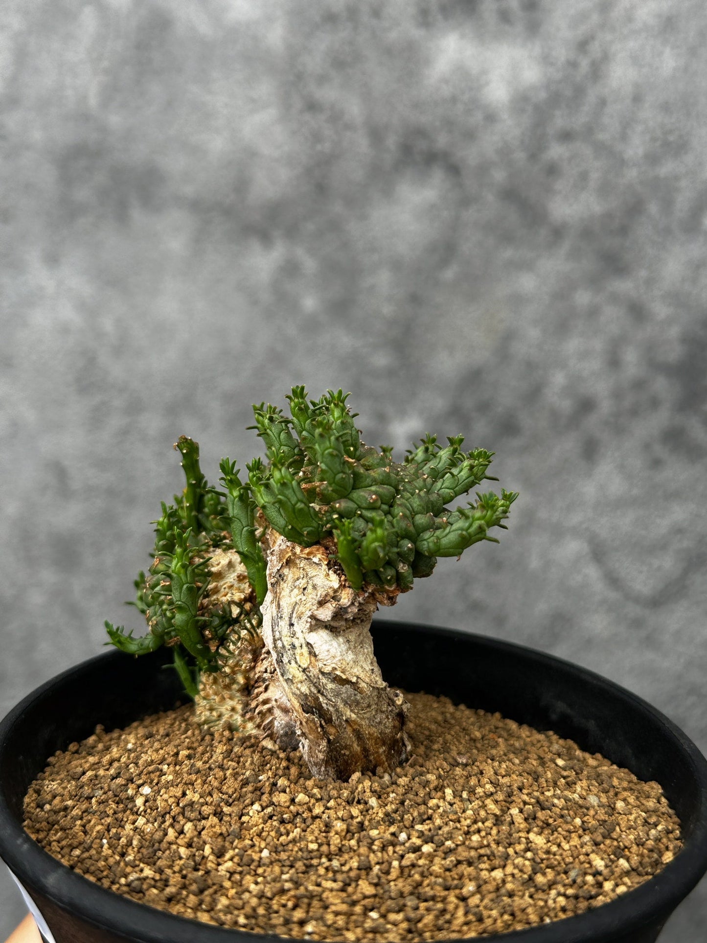 【現品限り】ユーフォルビア・フラナガニー 綴化【F52】 Euphorbia flanaganii