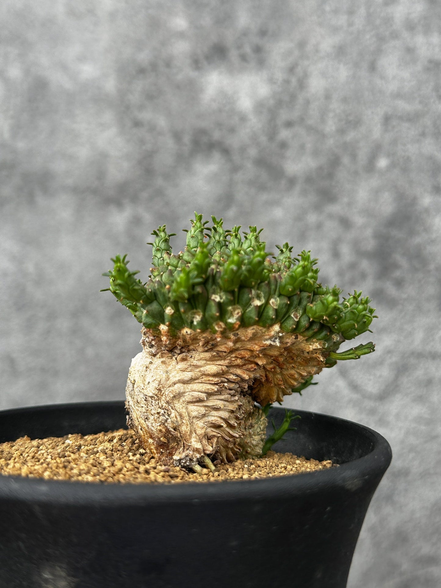 【現品限り】ユーフォルビア・フラナガニー 綴化【F52】 Euphorbia flanaganii
