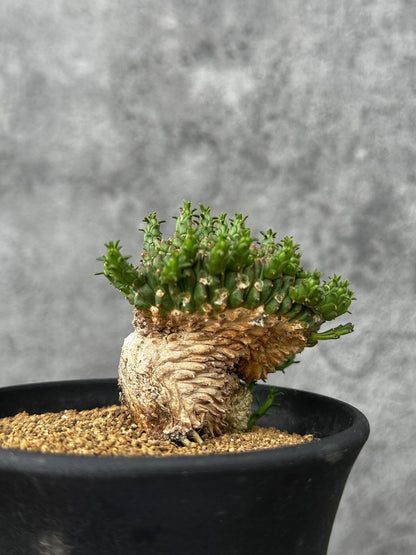 【現品限り】ユーフォルビア・フラナガニー 綴化【F52】 Euphorbia flanaganii