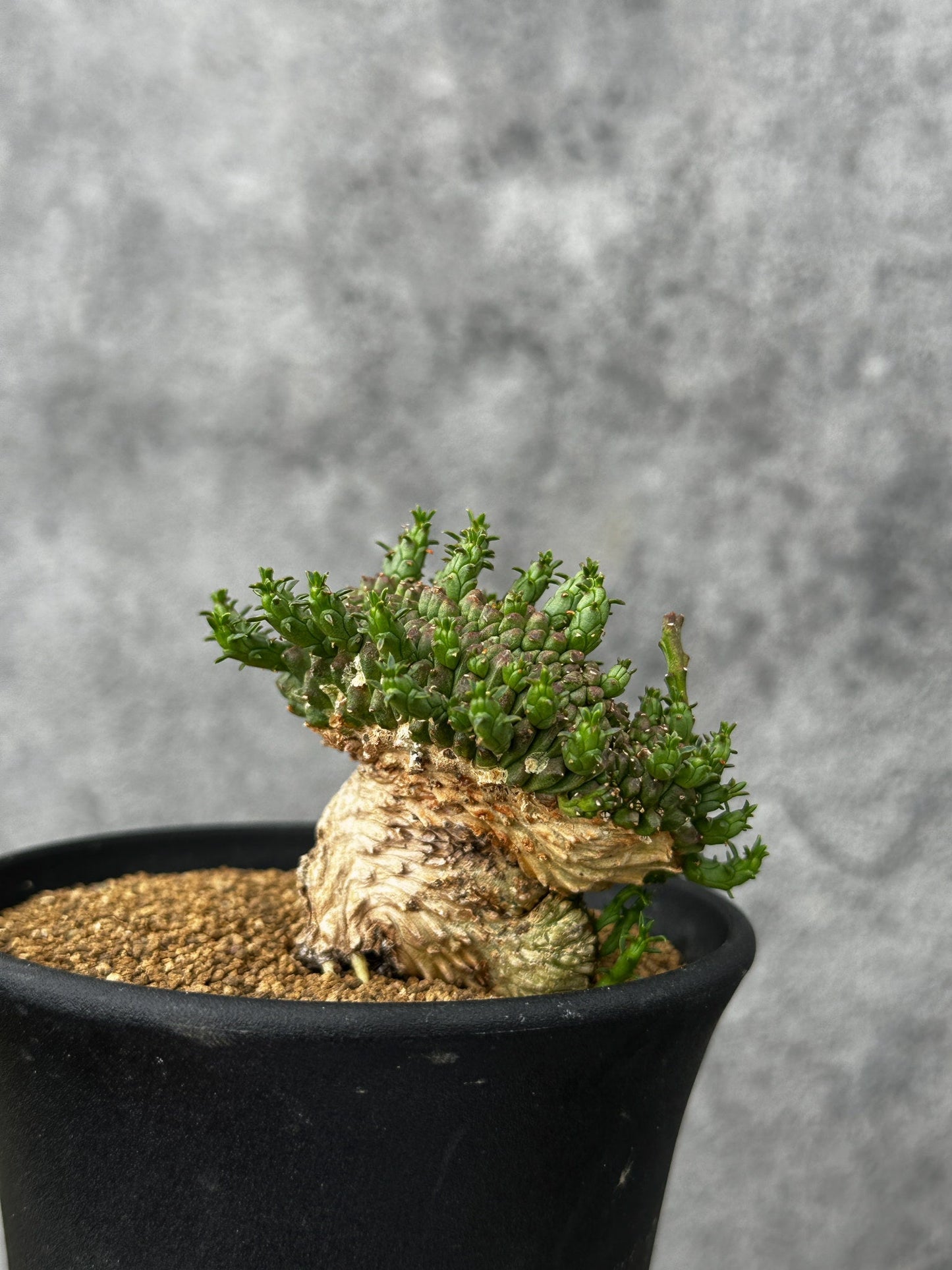 【現品限り】ユーフォルビア・フラナガニー 綴化【F52】 Euphorbia flanaganii