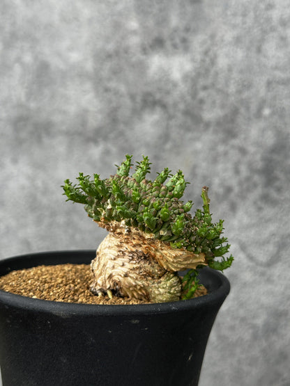 【現品限り】ユーフォルビア・フラナガニー 綴化【F52】 Euphorbia flanaganii