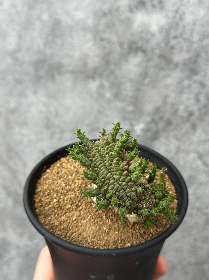【現品限り】ユーフォルビア・フラナガニー 綴化【F52】 Euphorbia flanaganii