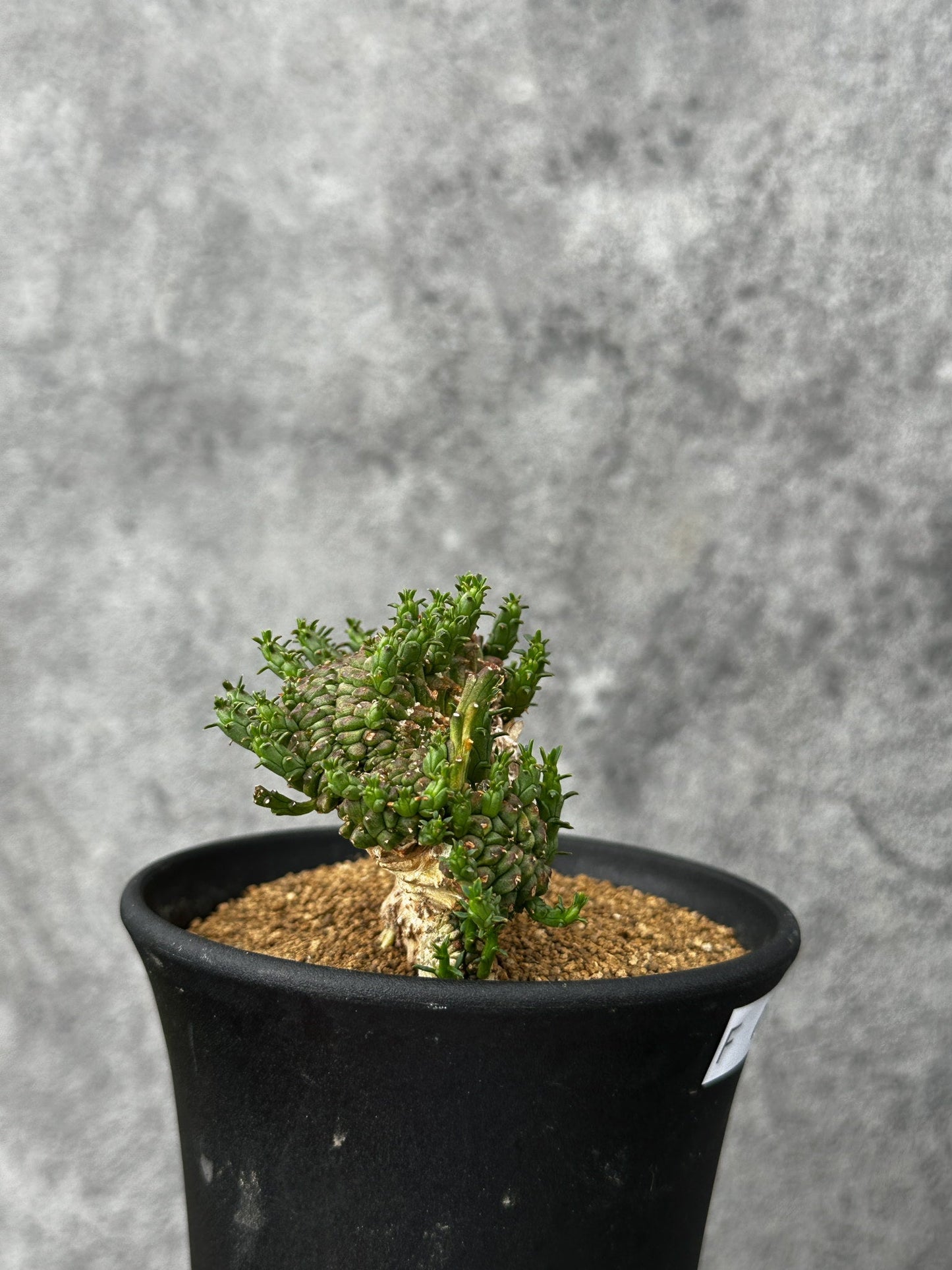 【現品限り】ユーフォルビア・フラナガニー 綴化【F52】 Euphorbia flanaganii
