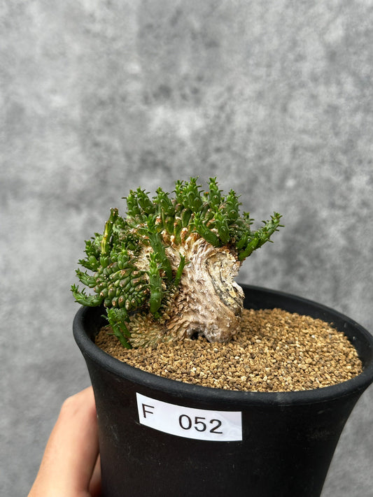 【現品限り】ユーフォルビア・フラナガニー 綴化【F52】 Euphorbia flanaganii