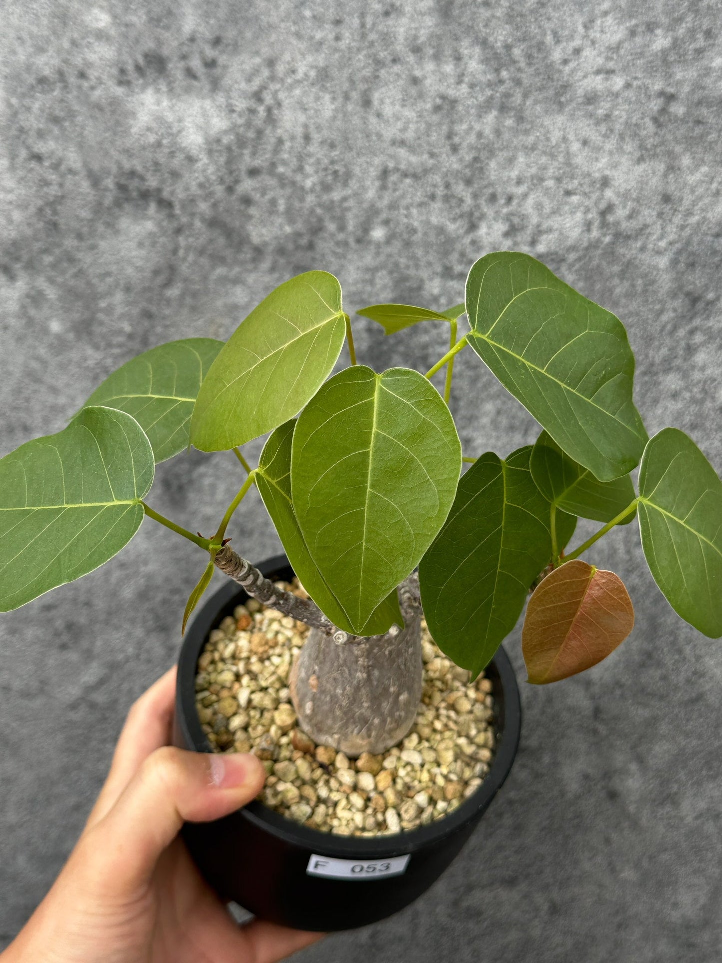 【現品限り】プセウドボンバックス・エリプティクム【F53】 Pseudobombax ellipticum
