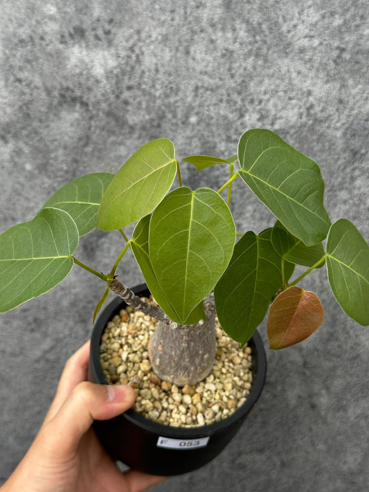 【現品限り】プセウドボンバックス・エリプティクム【F53】 Pseudobombax ellipticum
