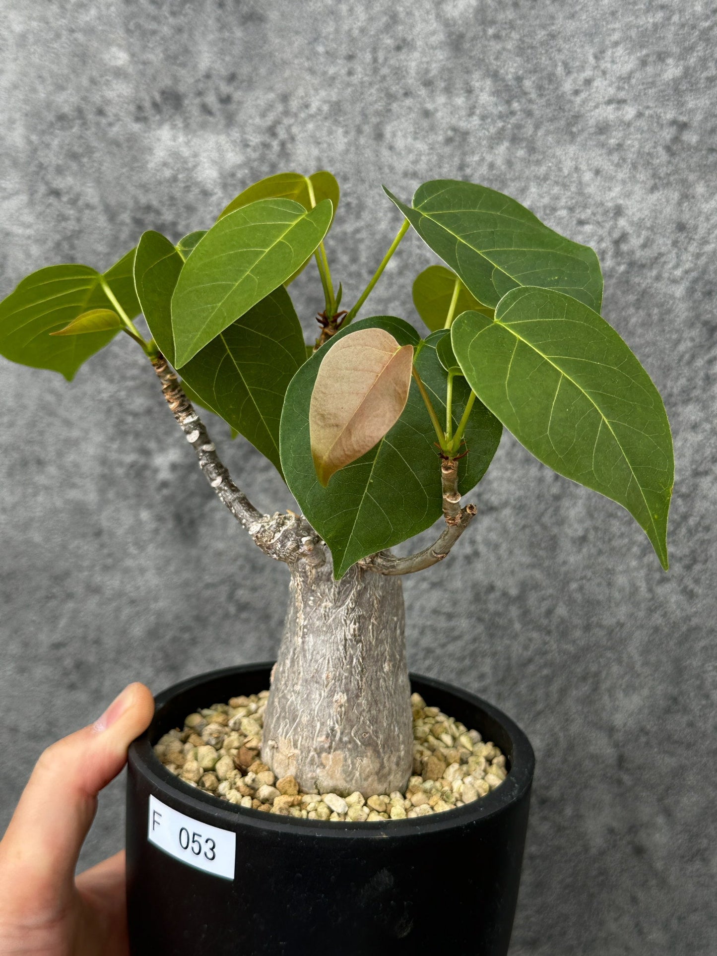【現品限り】プセウドボンバックス・エリプティクム【F53】 Pseudobombax ellipticum