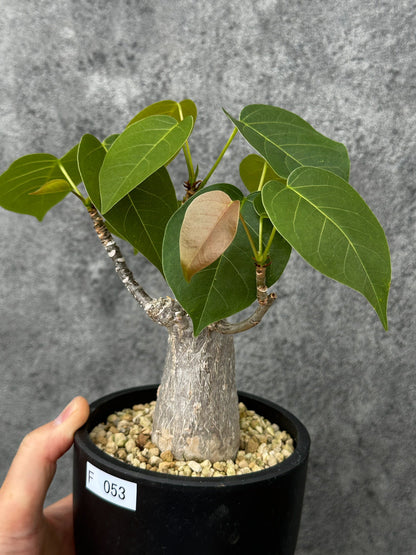 【現品限り】プセウドボンバックス・エリプティクム【F53】 Pseudobombax ellipticum