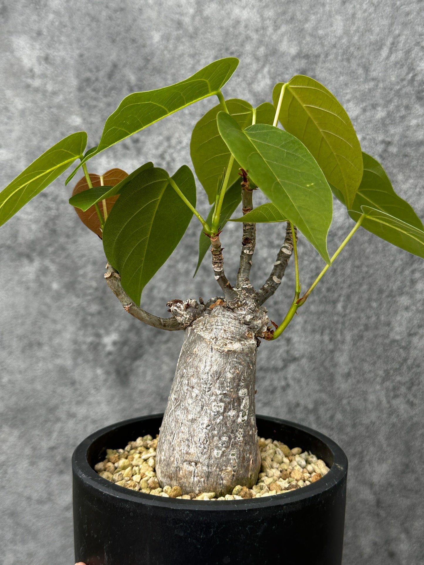 【現品限り】プセウドボンバックス・エリプティクム【F53】 Pseudobombax ellipticum