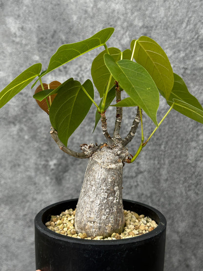 【現品限り】プセウドボンバックス・エリプティクム【F53】 Pseudobombax ellipticum