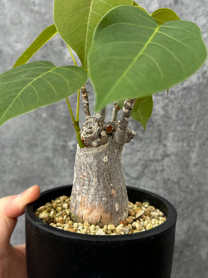 【現品限り】プセウドボンバックス・エリプティクム【F53】 Pseudobombax ellipticum