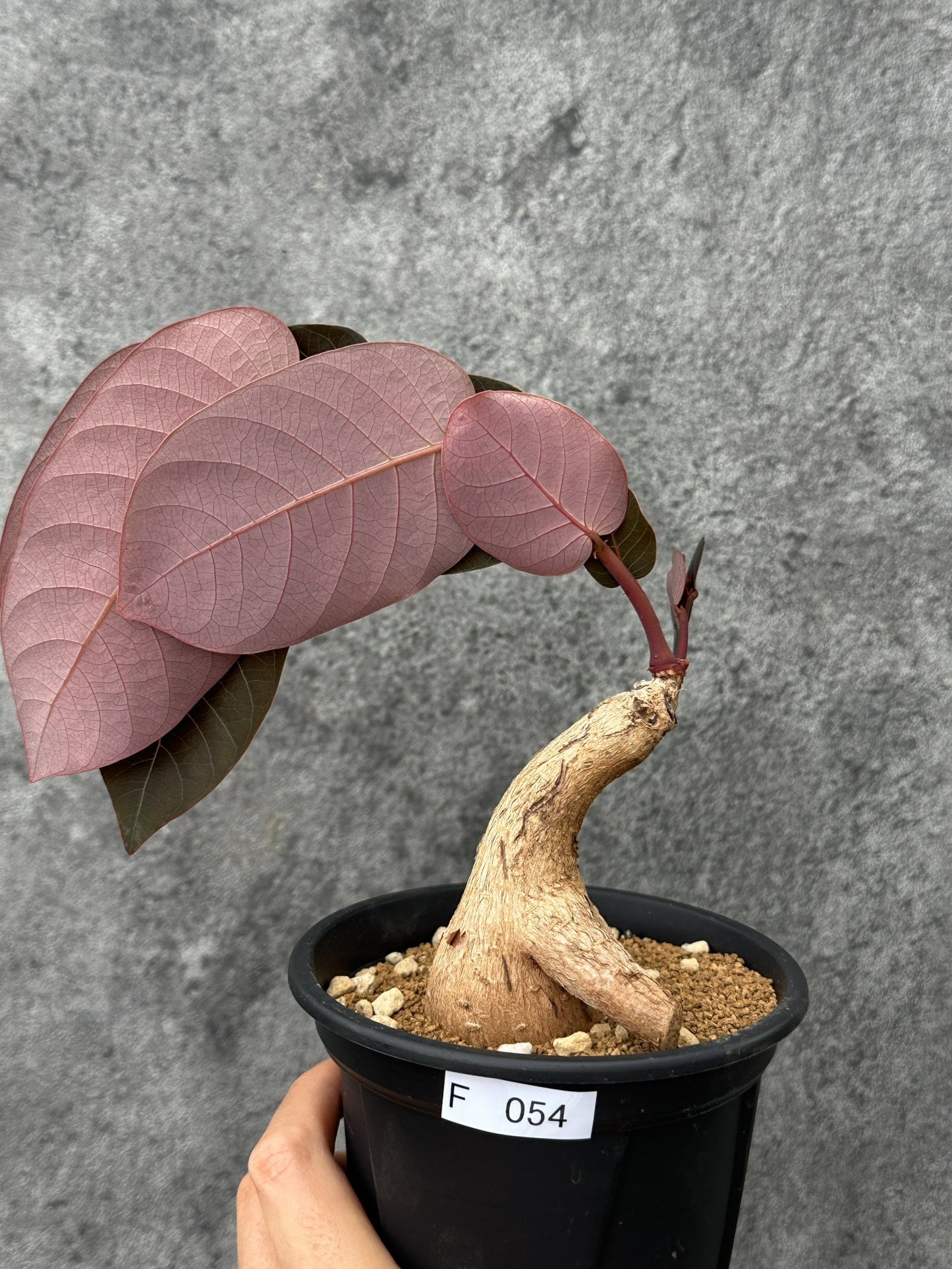 【現品限り】フィランサス・ミラビリス 現地株【F54】 Phyllanthus mirabilis