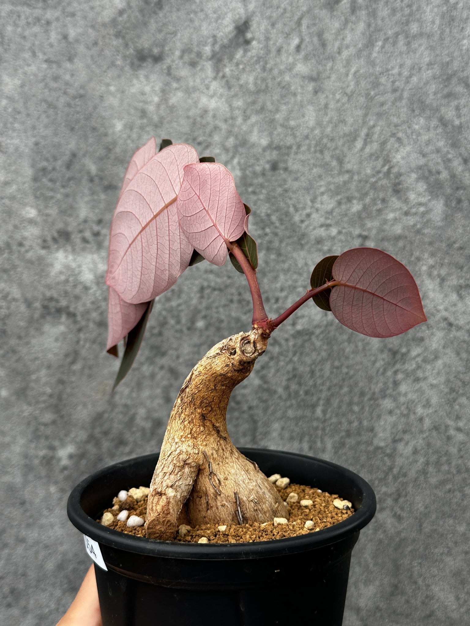 新着の種子や植物 – プラントブラザーズ