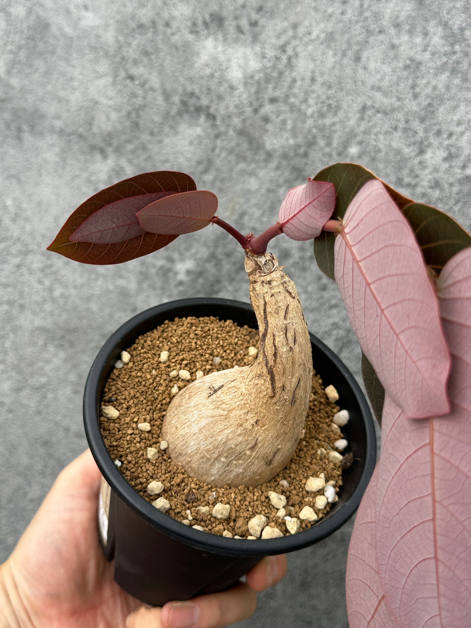 フィランサス・ミラビリス 現地株【F54】 Phyllanthus mirabilis 塊根