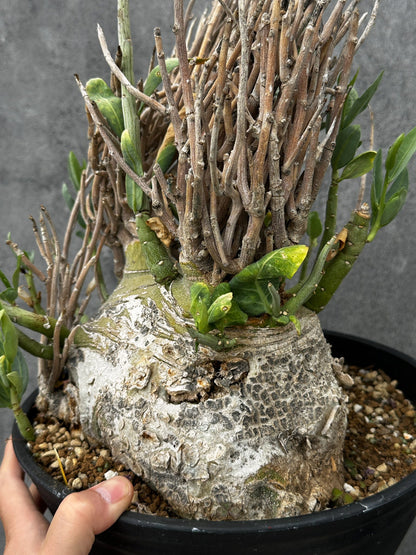 【現品限り】アデニア・ペチュエリー 現地株 大株 発根済み 約2年管理【F55】 Adenia pechuelii