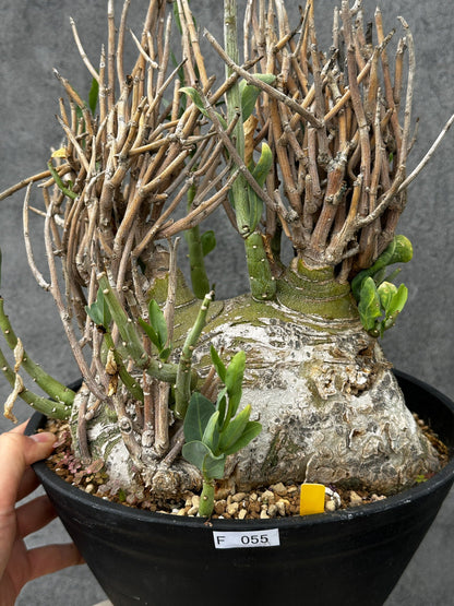 【現品限り】アデニア・ペチュエリー 現地株 大株 発根済み 約2年管理【F55】 Adenia pechuelii