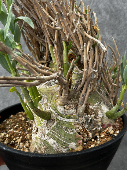 【現品限り】アデニア・ペチュエリー 現地株 大株 発根済み 約2年管理【F55】 Adenia pechuelii