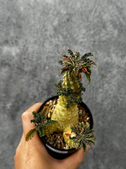 【現品限り】ドルステニア・ラブラニー 実生【F56】 Dorstenia lavrani