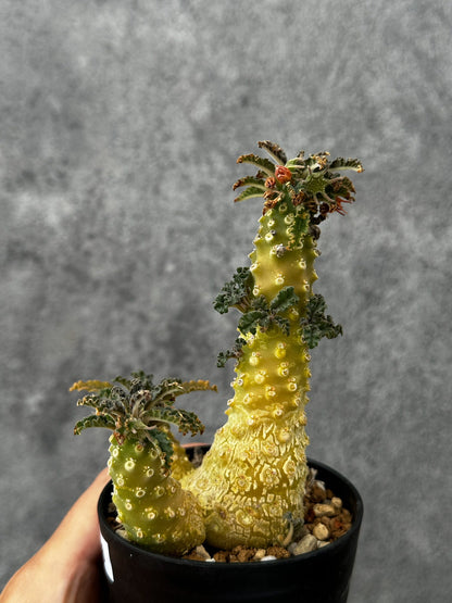 【現品限り】ドルステニア・ラブラニー 実生【F56】 Dorstenia lavrani