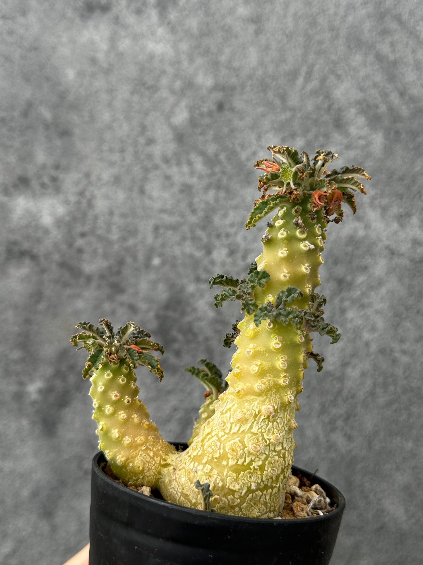 【現品限り】ドルステニア・ラブラニー 実生【F56】 Dorstenia lavrani
