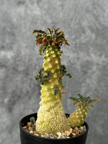 【現品限り】ドルステニア・ラブラニー 実生【F56】 Dorstenia lavrani