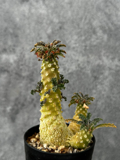 【現品限り】ドルステニア・ラブラニー 実生【F56】 Dorstenia lavrani